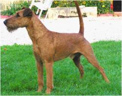 Photo du Chien