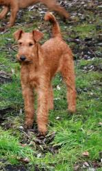 Photo du Chien
