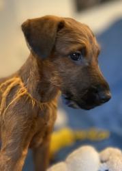 Photo du Chien