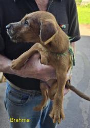 Photo du Chien