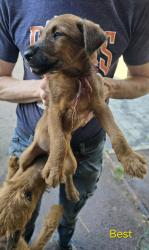 Photo du Chien
